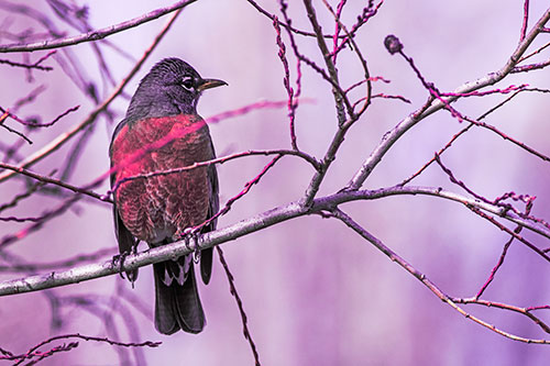 American Robin Looking Sideways Among Twisting Tree Branches (Pink Tint)