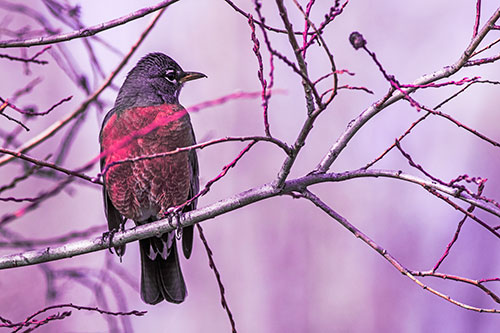 American Robin Looking Sideways Among Twisting Tree Branches (Pink Tint Photo)