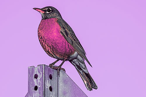 American Robin Perched Atop Metal Sign (Pink Tint Photo)