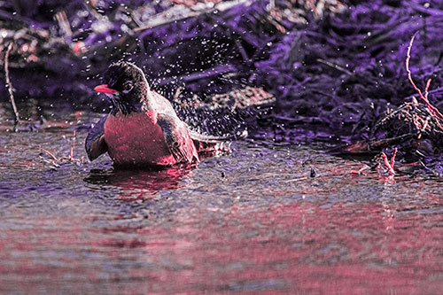American Robin Splashing River Water (Pink Tint Photo)