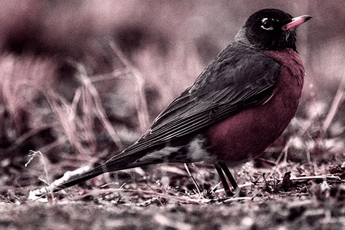 American Robin Standing Strong Among Dead Leaves (Pink Tint Photo)