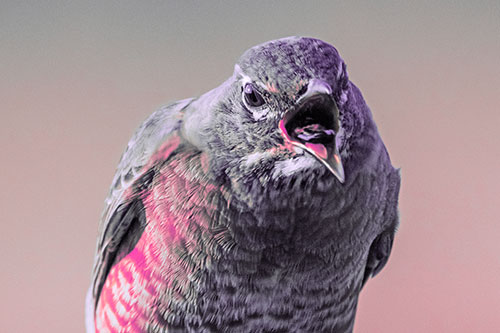 Angry Faced American Robin Screaming (Pink Tint)