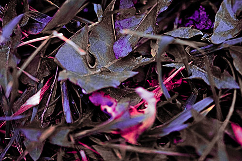 Angry Rotting Triangular Leaf Face (Pink Tint)