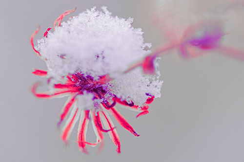 Angry Snow Faced Aster Screaming Among Cold (Pink Tint Photo)