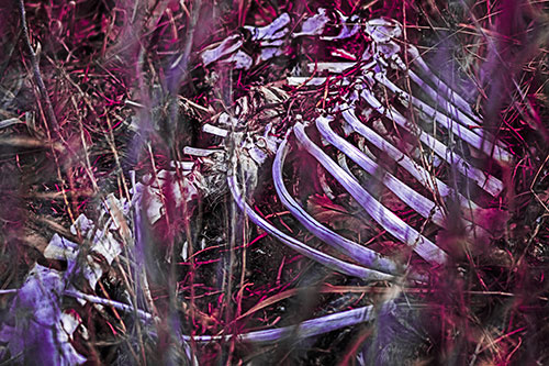 Animal Skeleton Remains Resting Beyond Plants (Pink Tint Photo)