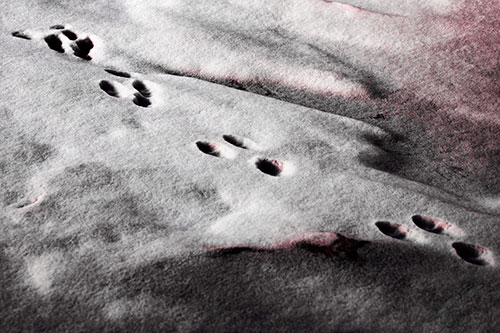 Animal Snow Footprint Trail (Pink Tint Photo)