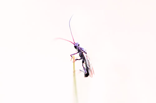Ant Clinging Atop Piece Of Grass (Pink Tint Photo)