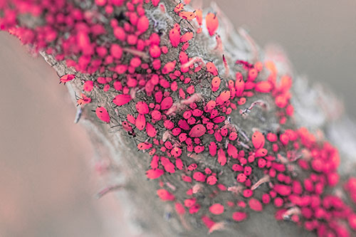 Aphid Colony Gathered Among Milkweed Stem (Pink Tint)