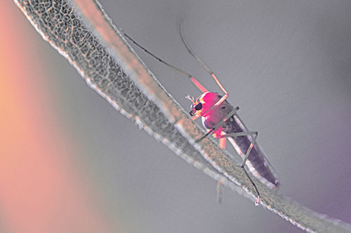 Arm Raising Midge Fly Rests Among Sloping Leaf (Pink Tint)