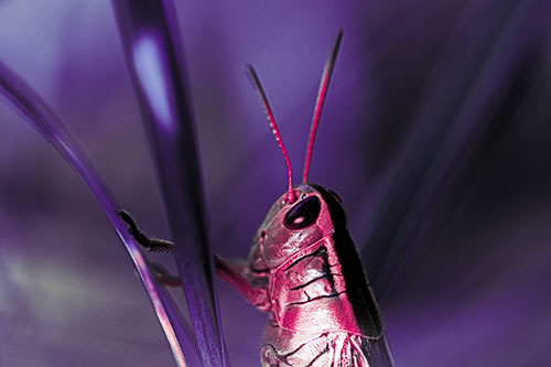 Arm Resting Grasshopper Watches Surroundings (Pink Tint Photo)