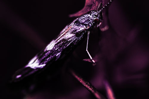 Arm Resting Leaf Blotch Miner Moth (Pink Tint Photo)