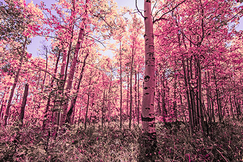 Aspen Trees Illuminate Among Sunshine (Pink Tint Photo)