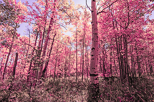 Aspen Trees Illuminate Among Sunshine (Pink Tint Photo)