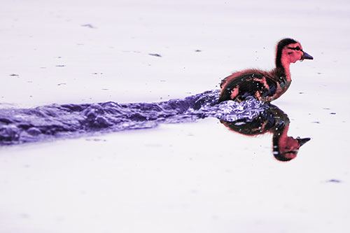 Baby Mallard Duckling Running Across Lake Water (Pink Tint Photo)