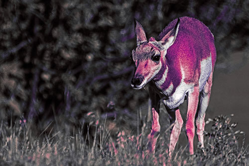 Baby Pronghorn Feasts Among Grass (Pink Tint Photo)