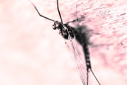 Back Bending Big Eyed Mayfly Resting (Pink Tint Photo)