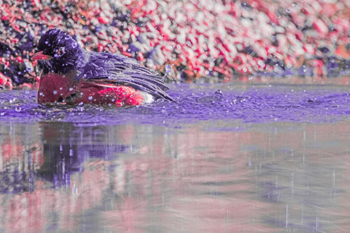 Bathing American Robin Splashing Water Along Shoreline (Pink Tint Photo)