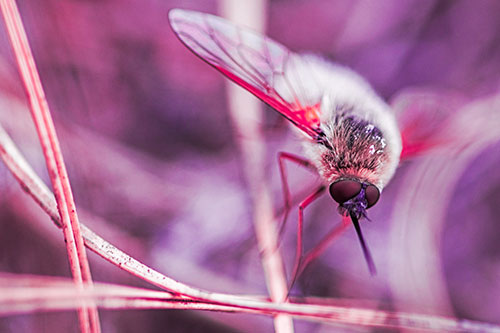 Bee Fly Balances Atop Dried Grass Blades (Pink Tint)