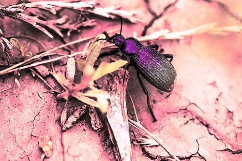 Beetle Searching Dry Land For Food (Pink Tint Photo)