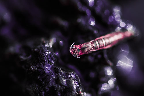 Bent Antenna Larva Slithering Across Soaked Rock (Pink Tint Photo)