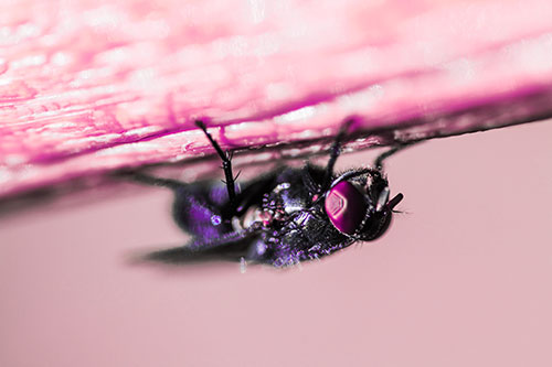 Big Eyed Blow Fly Perched Upside Down (Pink Tint Photo)