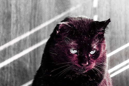 Black Cat Looking Downwards Among Sun Rays (Pink Tint)