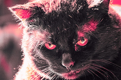 Black Cat Plotting Among Sunlight (Pink Tint)
