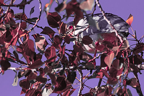 Black Crowned Night Heron Hiding Among Leaves (Pink Tint)