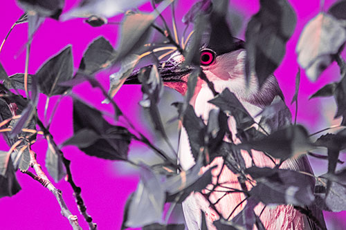Black Crowned Night Heron Keeping Watch Among Leaves (Pink Tint)