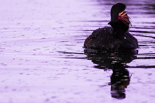 Black Necked Eared Grebe Floating Atop Lake (Pink Tint)