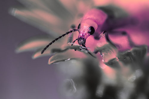 Blister Beetle Feasts Atop Gumplant Flower (Pink Tint)