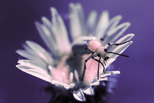 Blister Beetle Guards Gumplant Flower (Pink Tint)