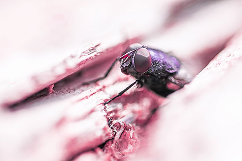 Blow Fly Hiding Among Tree Bark Crevice (Pink Tint Photo)