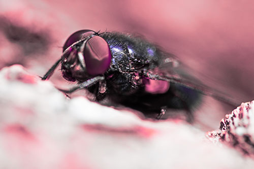 Blow Fly Resting Among Sloping Tree Bark (Pink Tint Photo)