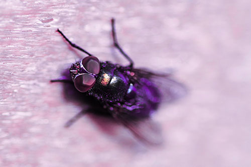 Blow Fly Spread Vertically (Pink Tint Photo)