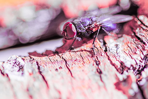 Blow Fly Standing Atop Broken Tree Branch (Pink Tint Photo)