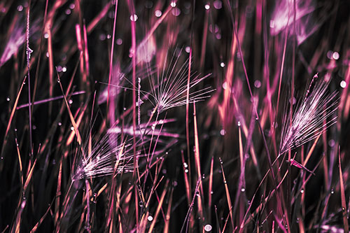 Blurry Water Droplets Clamp Onto Reed Grass (Pink Tint Photo)