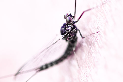 Body Bending Mayfly Resting Vertically (Pink Tint Photo)
