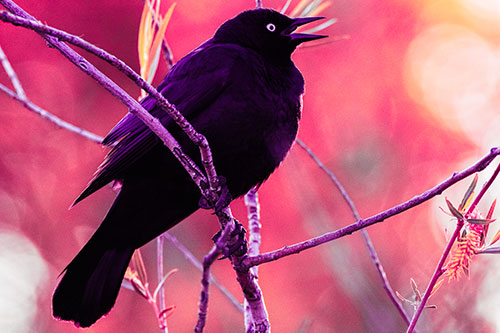 Brewers Blackbird Chirping Atop Sloping Branch (Pink Tint Photo)