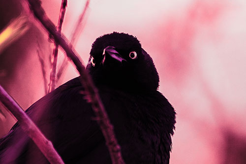 Brewers Blackbird Keeping Watch (Pink Tint Photo)