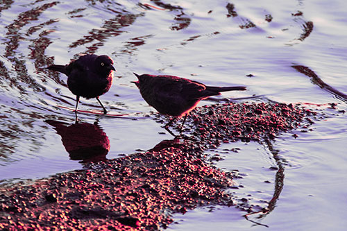 Brewers Blackbirds Feeding Along Shoreline (Pink Tint Photo)
