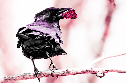 Brownie Crow Perched On Tree Branch (Pink Tint Photo)