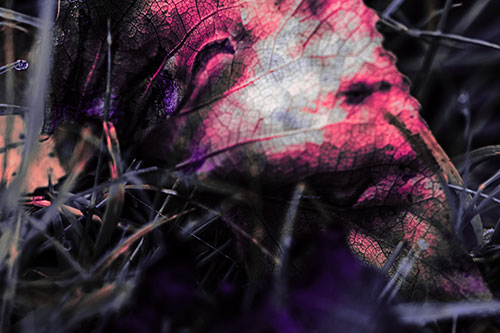 Bruised Rotting Leaf Face Among Grass (Pink Tint Photo)