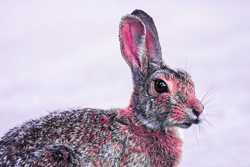 Bunny Rabbit Taking Gander Around Park (Pink Tint)