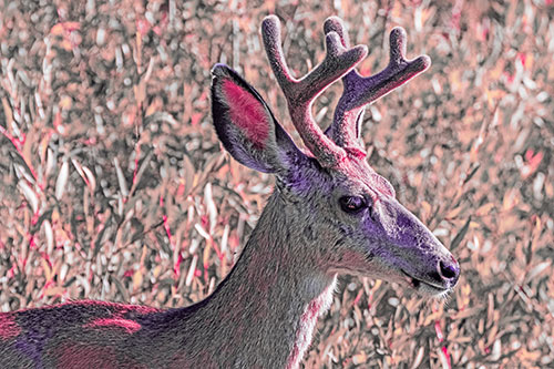 Calm Mule Deer Casually Wandering Around Vegetation (Pink Tint)