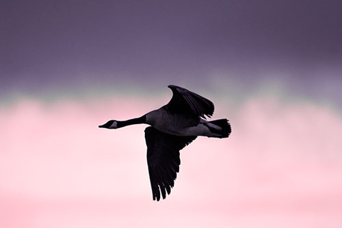 Canadian Goose Flying Among Sunrise (Pink Tint Photo)