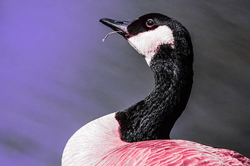 Canadian Goose Munches Single Grass Blade (Pink Tint)