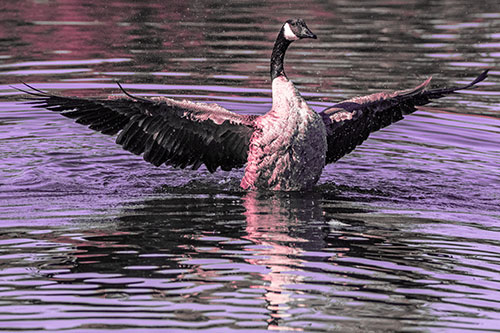 Canadian Goose Spreads Wings Among Lake Top (Pink Tint)