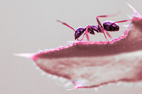 Carpenter Ant Crawls Across Spiky Thistle Leaf (Pink Tint)