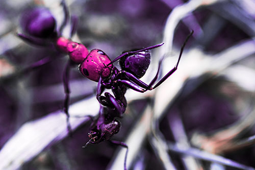 Carpenter Ant Uses Mandible Grips To Haul Dead Corpse (Pink Tint Photo)